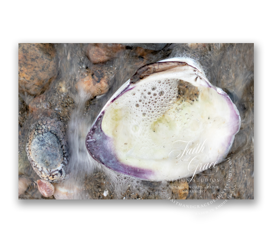 Quahog from Rhode Island Waters Postcard