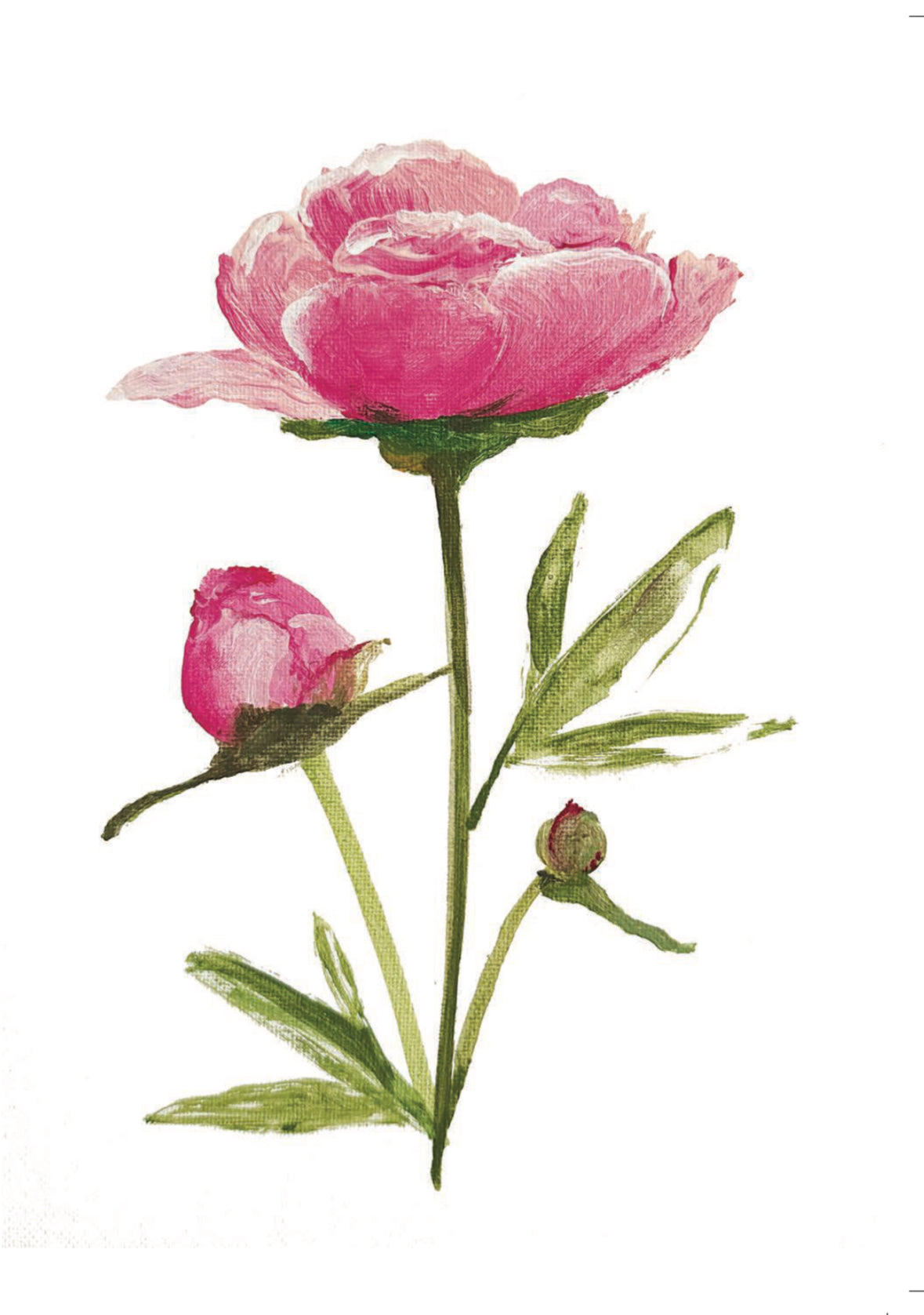 <p>Pink Painted Peony and Peony Bud adorn the front of this blank notecard.</p> <p>&nbsp;</p> <p>Original painting by Kristina Petrilli.</p>
