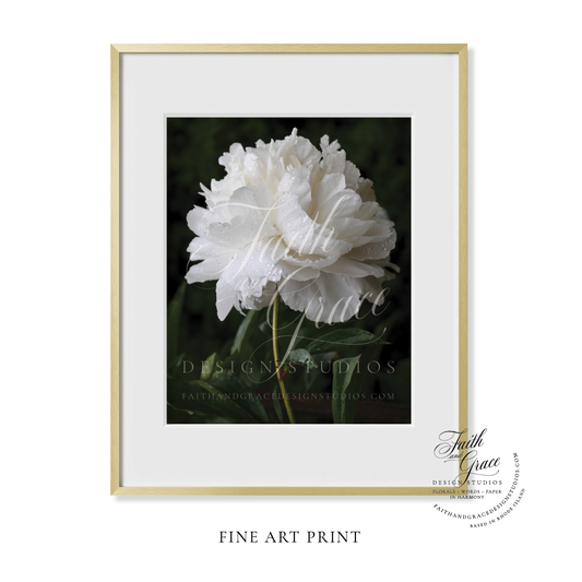 Fine Art Print: Double White Peony Fine Art Floral Print