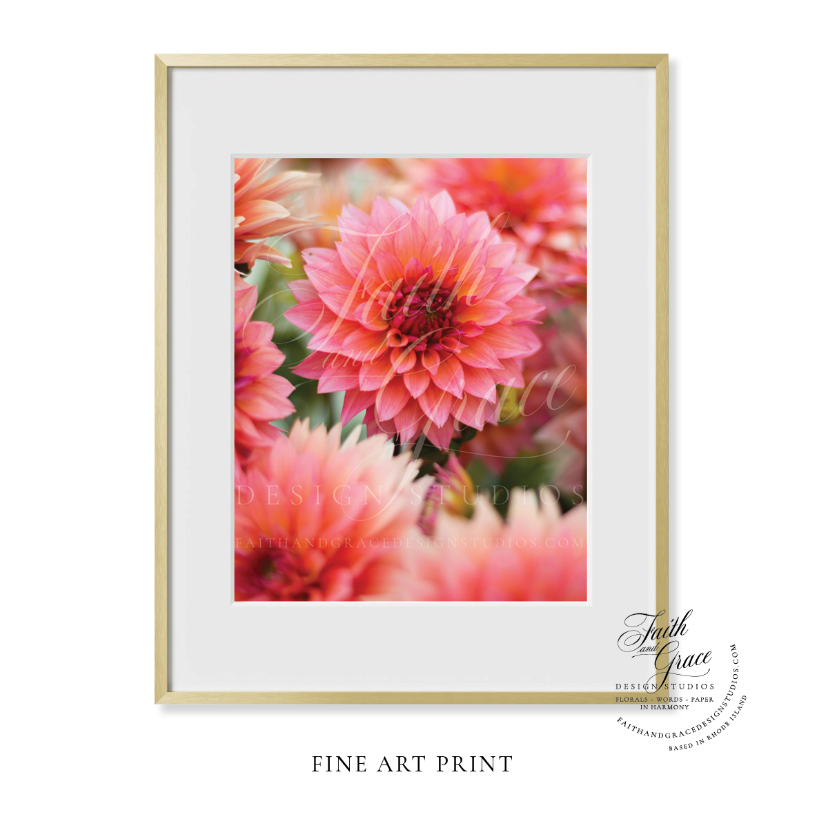 Fine Art Print: Pink Dahlia II