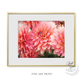 Fine Art Print: In the Pink Dahlias