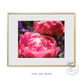 Fine Art Print: Pink Peony