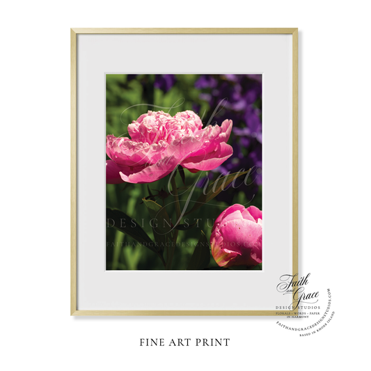 Fine Art Print: Pink Peony II