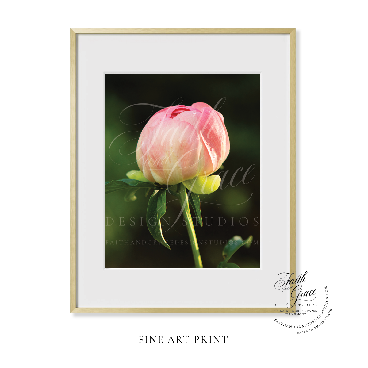 Fine Art Print: Sunlight Upon the Pink Peony Bud