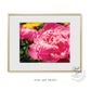 Fine Art Print: Pink Peony III