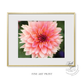 Fine Art Print: Pink Dahlia I