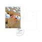 Buone Feste in White featuring Egg Biscuits Italian Christmas Card
