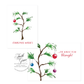 Christmas Wishes Pine Tree Christmas Card