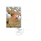 Tanti Auguri di Buon Natale Nonna's Italian Egg Biscuits Piccolina Christmas Card
