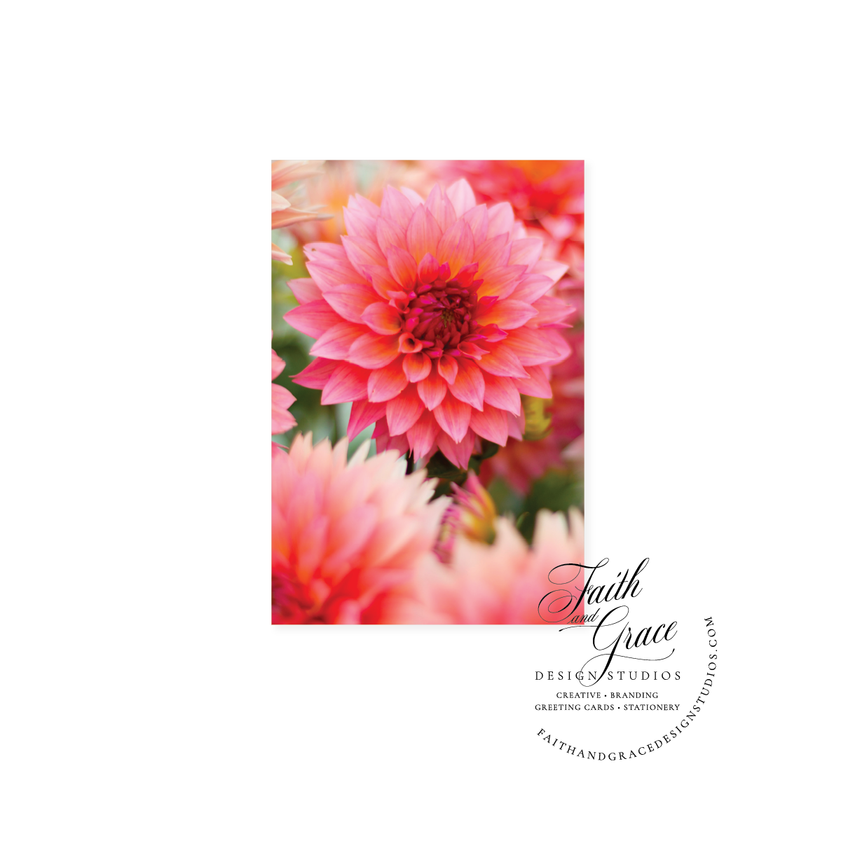 In the Pink Dahlias Notecard | Blank Inside