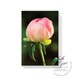 Pink Peony Bud Notecard | Blank Inside