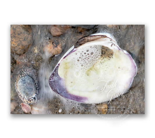 Quahog from Rhode Island Waters Postcard