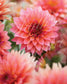 Pink Dahlia II Fine Art Floral Print