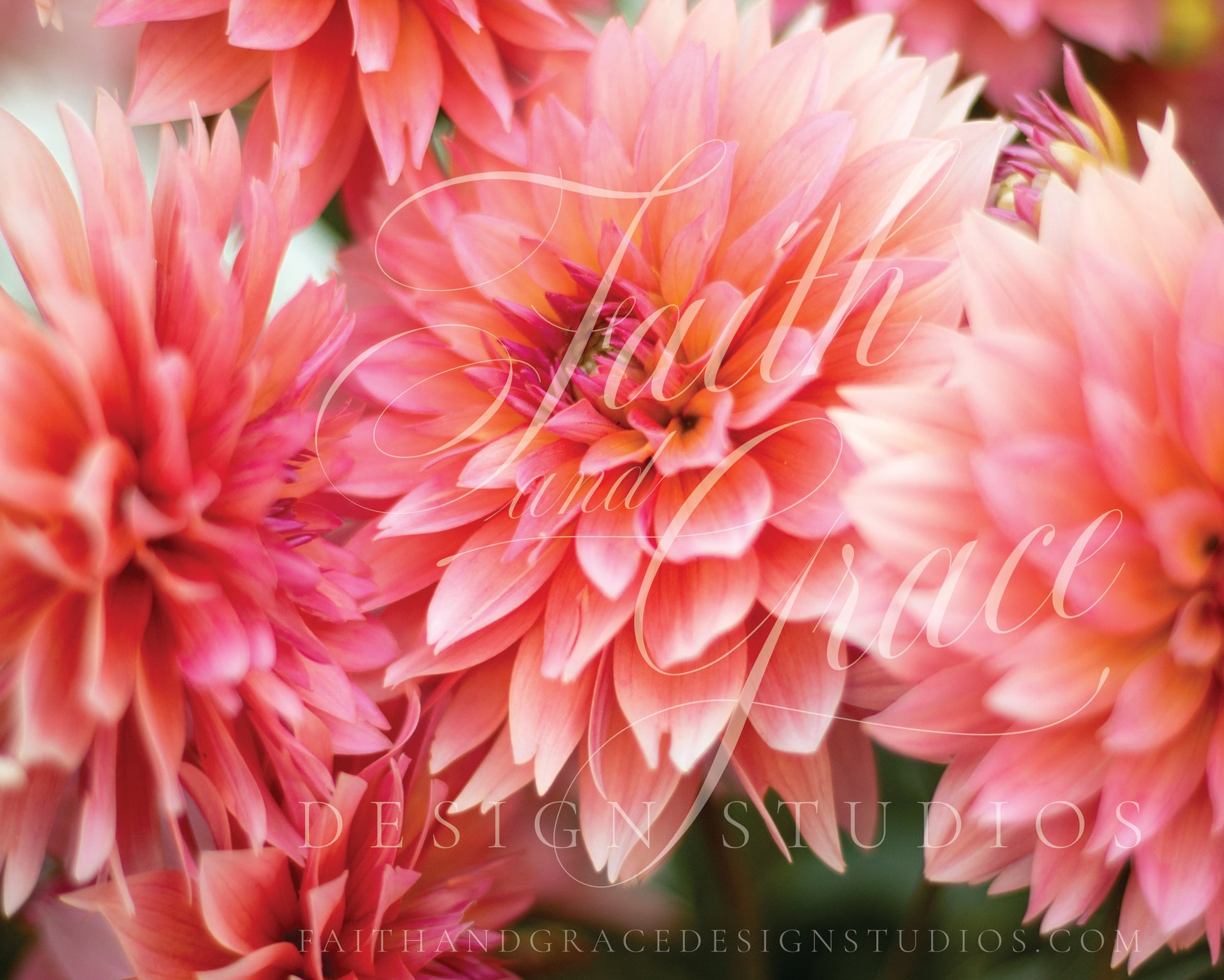 In the Pink Dahlias Fine Art Floral Print