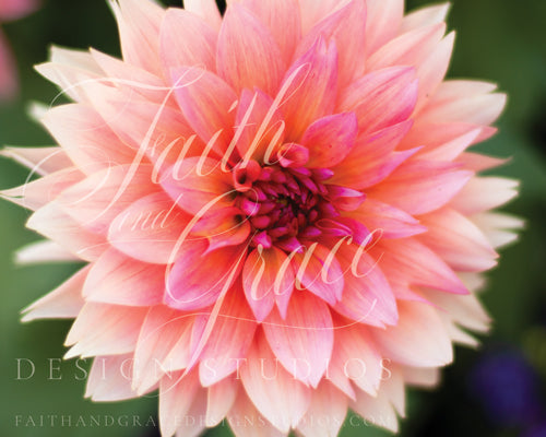 Pink Dahlia I Fine Art Floral Print