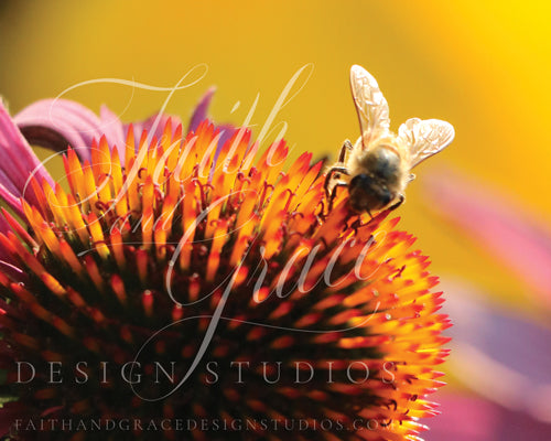 Fuzzy Bumble on the Echinacea Fine Art Floral Print