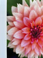 Pink Dahlia I Fine Art Floral Print