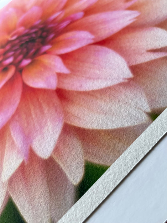 Fine Art Print: Pink Dahlia I