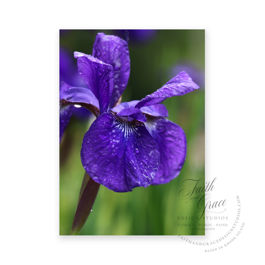 Iris Greeting Card