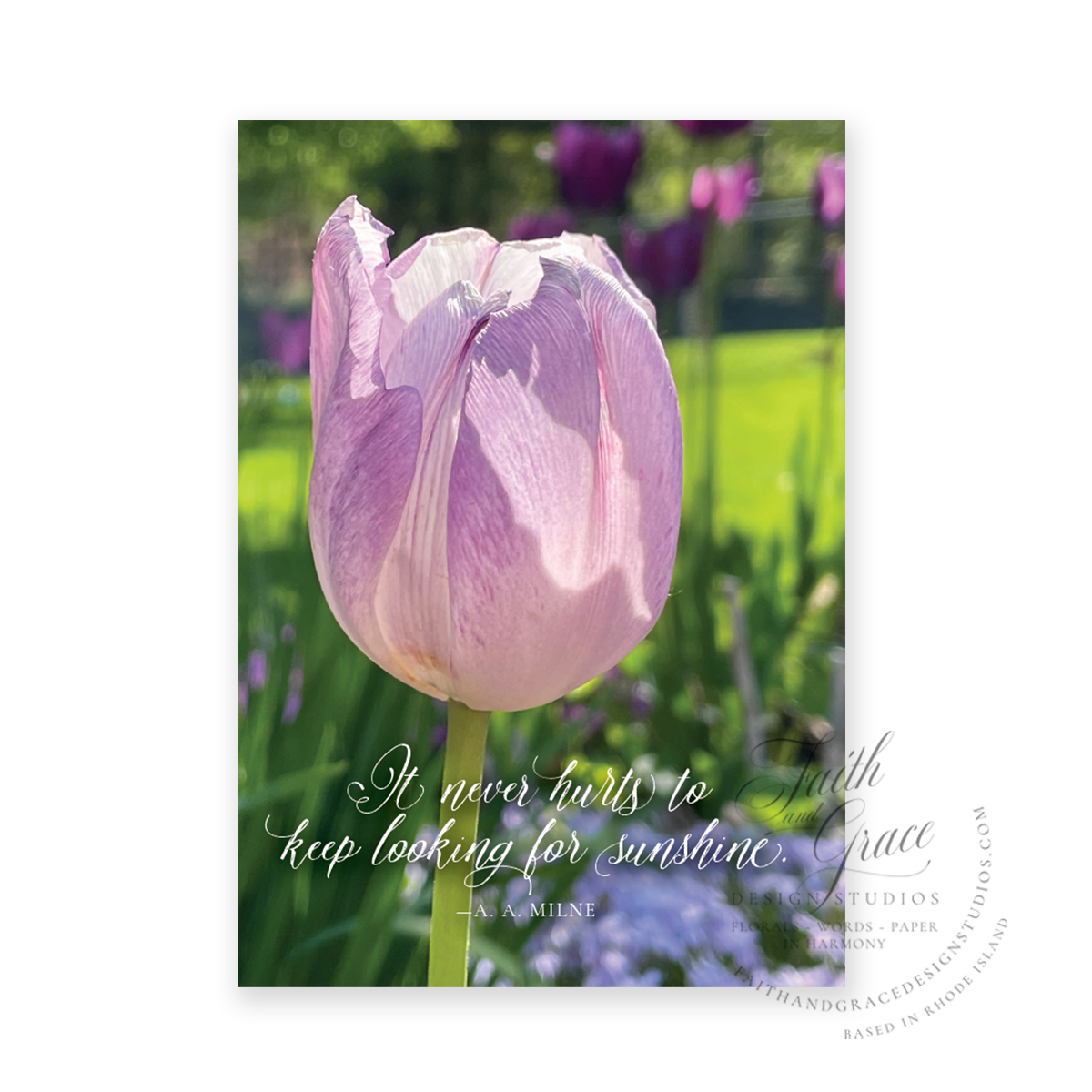 Lavender Tulip in the Phlox Greeting Card