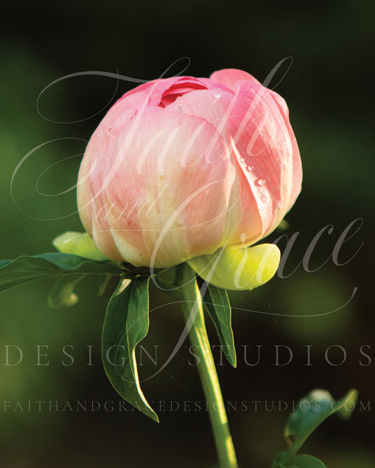 Sunlight Upon the Pink Peony Bud Fine Art Floral Print
