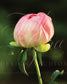 Sunlight Upon the Pink Peony Bud Fine Art Floral Print