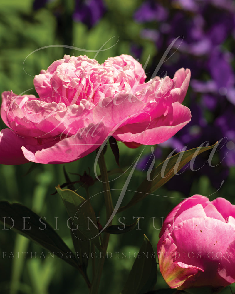 Pink Peony II Fine Art Floral Print