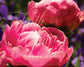 Pink Peony Fine Art Floral Print