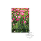 Field of Pink Tulips featuring Happy Mothers Day in Script